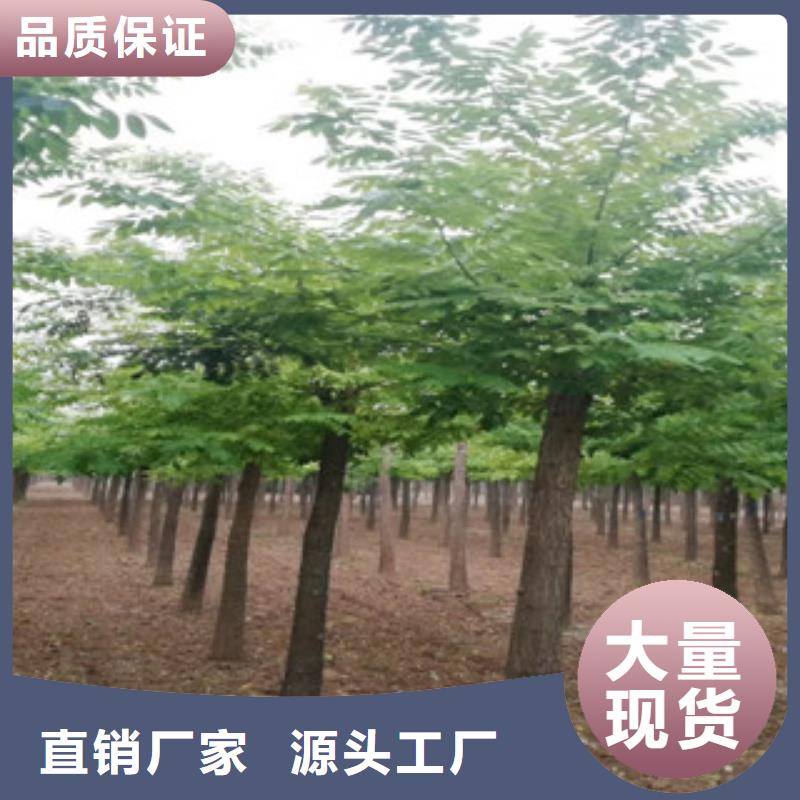 槐树交货及时品质值得信赖