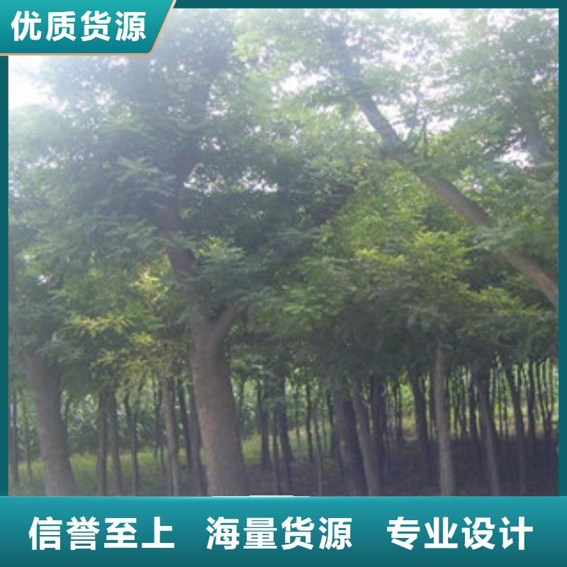 性价比高的槐树经销商