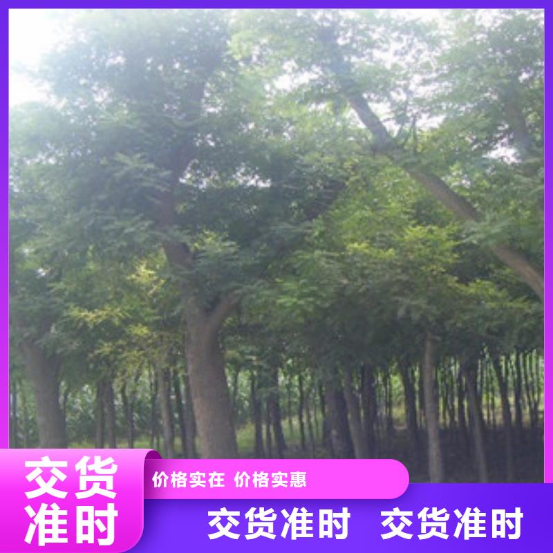 供应批发槐树-热销