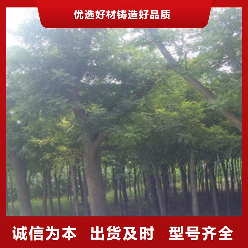 槐树择优厂家值得买
