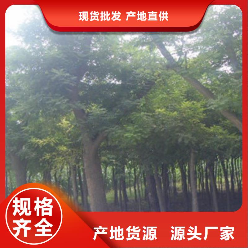 槐树-大量现货