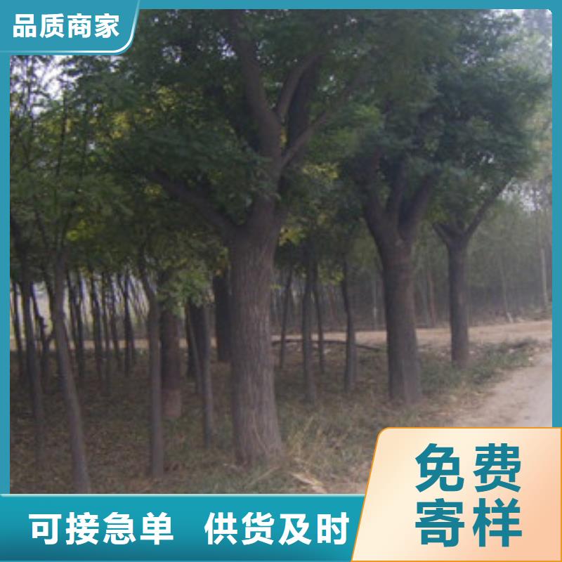 槐树厂家新报价