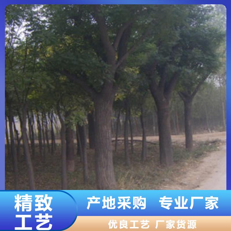 槐树现货直供N年生产经验