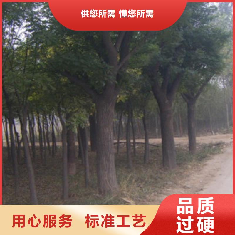 槐树价格实在