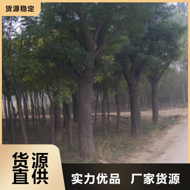 批发槐树供您所需