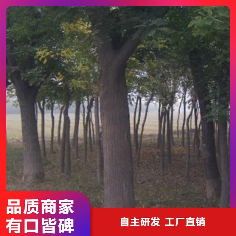 槐树生产厂家欢迎致电当地服务商