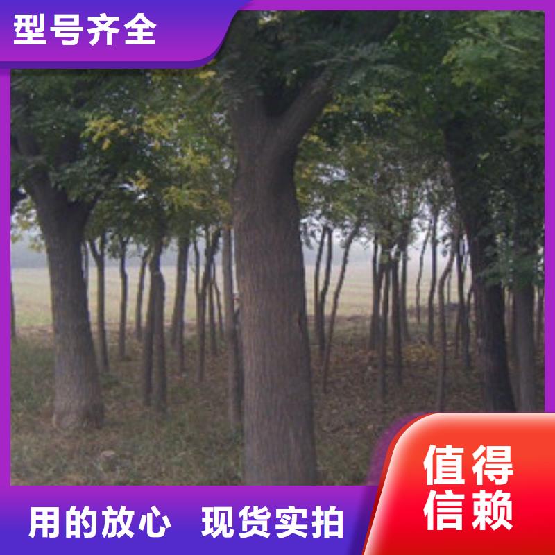 槐树好品质查看详情实体厂家支持定制
