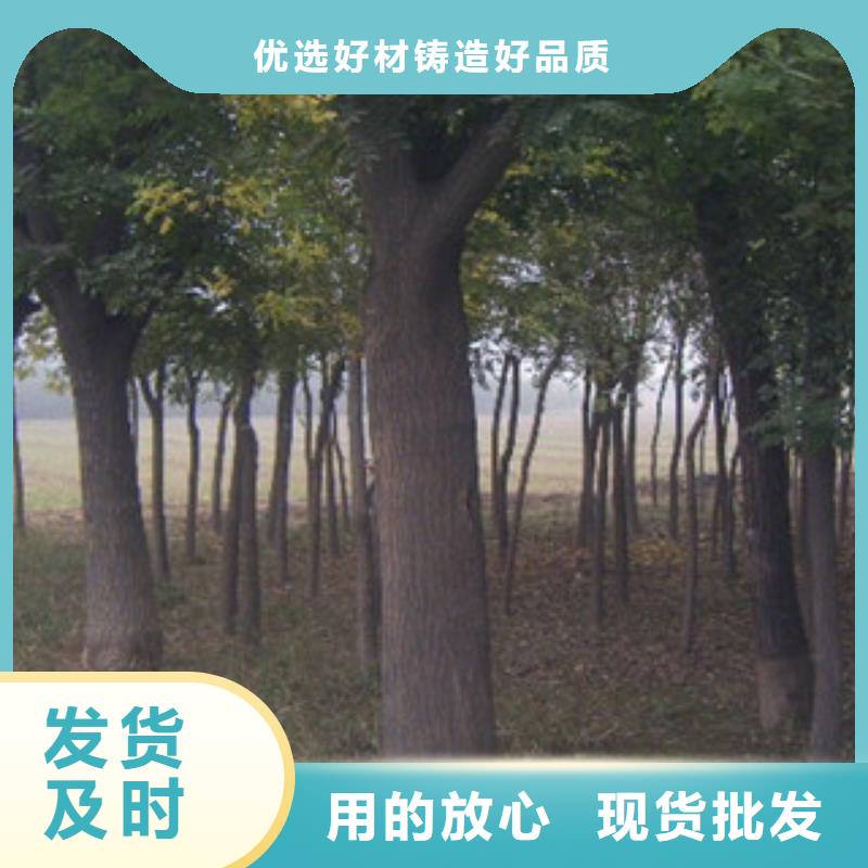 槐树|品质好的槐树厂家