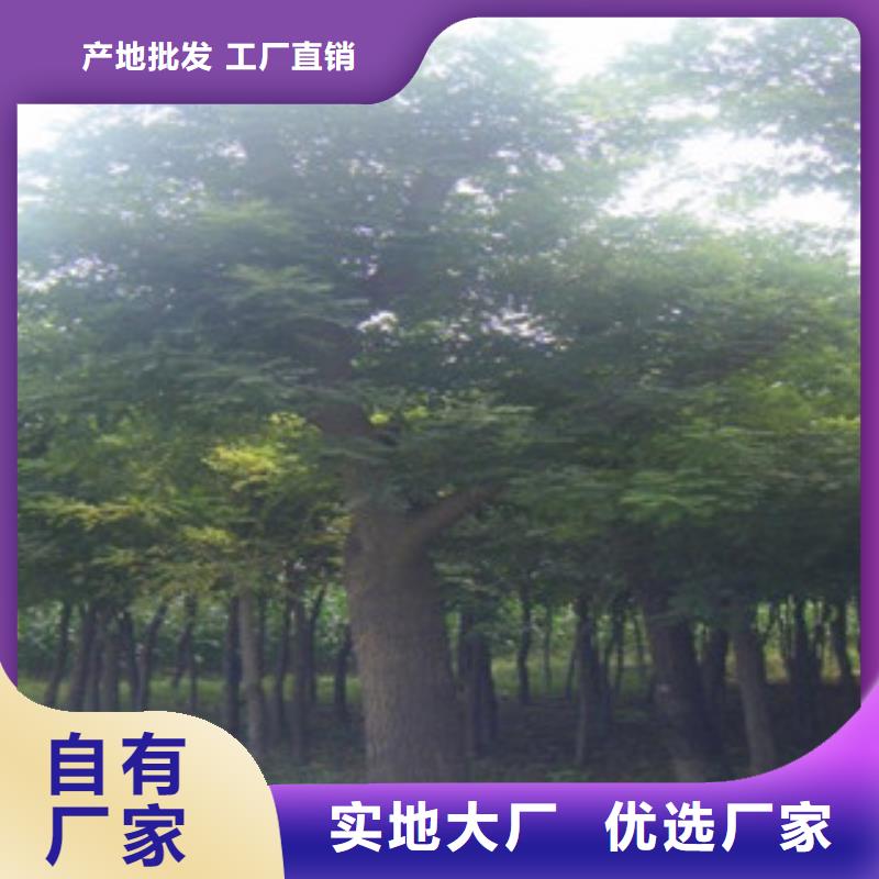 槐树-大量现货