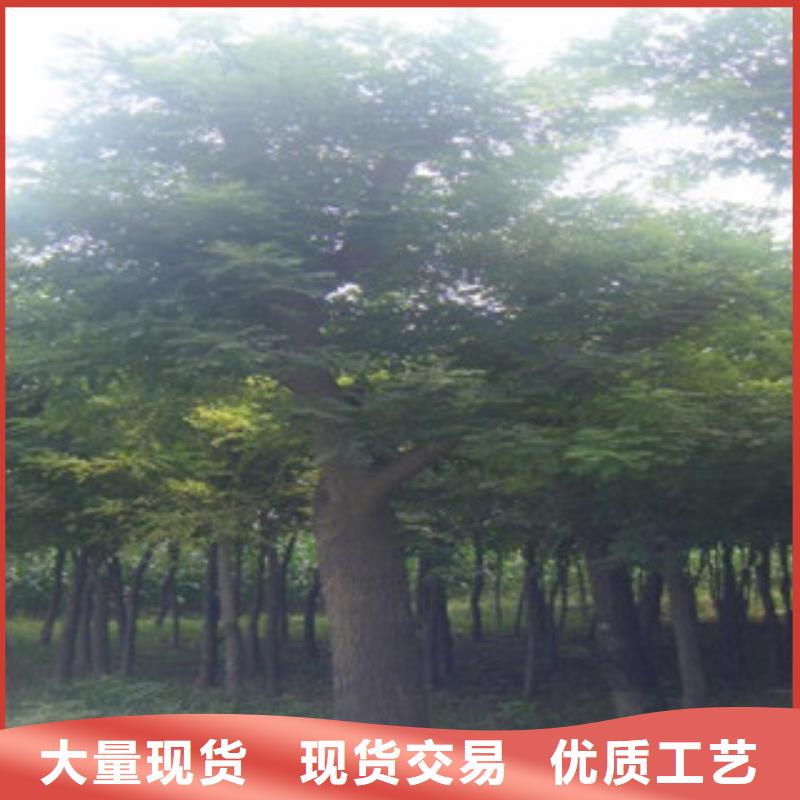 槐树价格实在