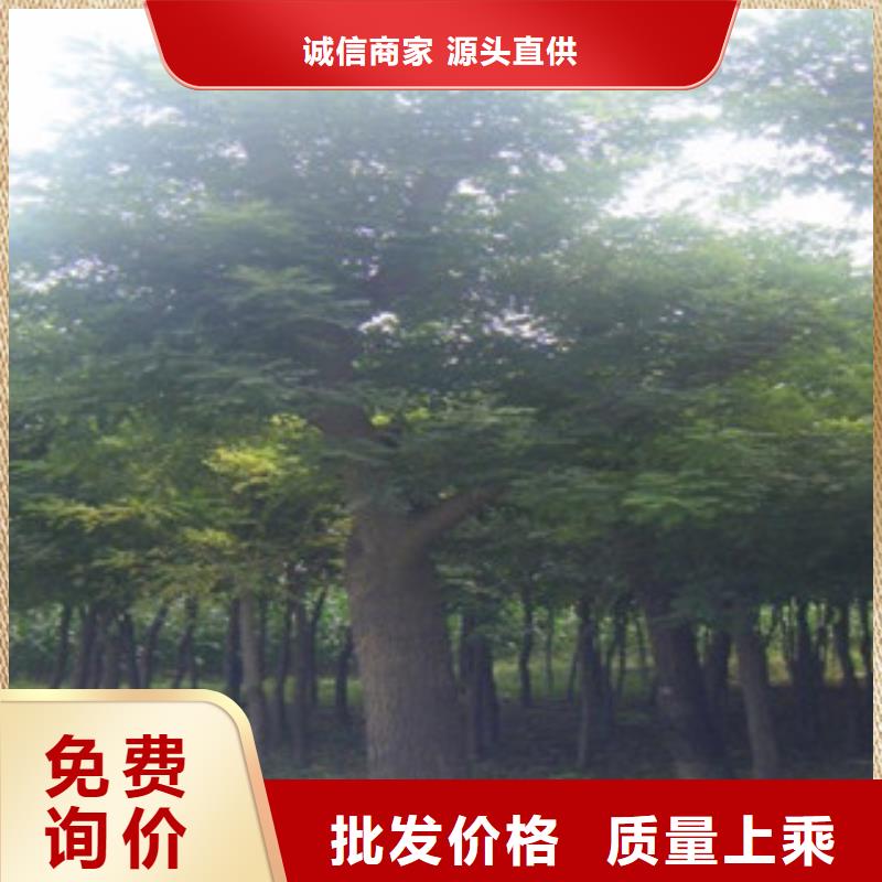 槐树老牌厂家