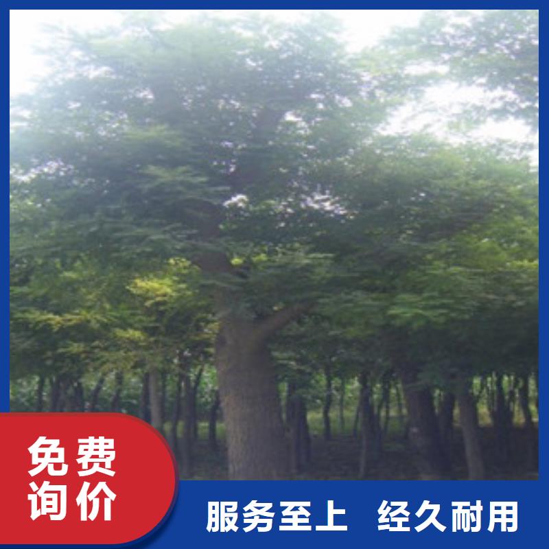 定做槐树的公司