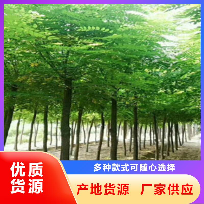 槐树质量好的厂家专业供货品质管控