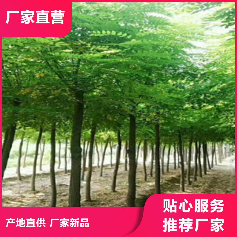 有现货的槐树本地厂家按需设计