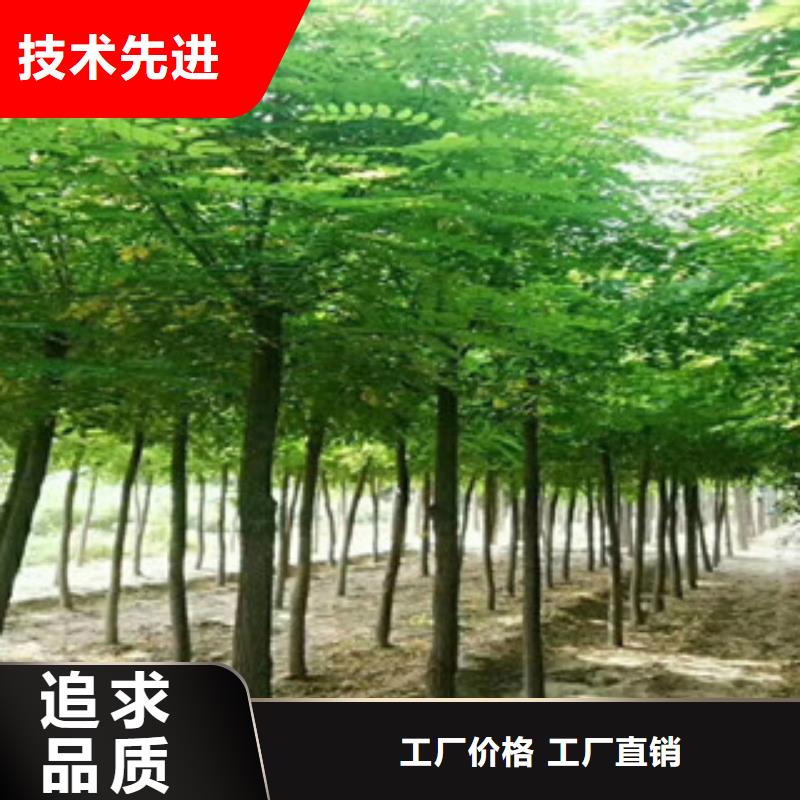质量好的槐树实体厂家当地厂家