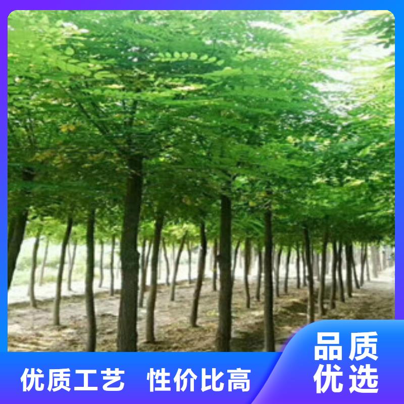 槐树现货供应-可定制