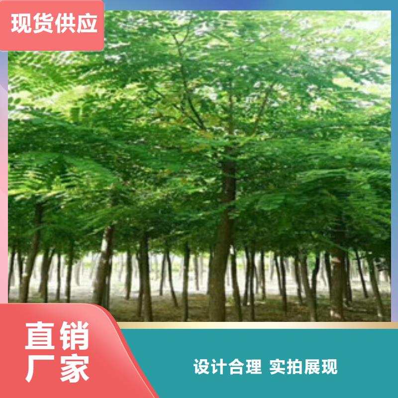 槐树出口品质本地制造商