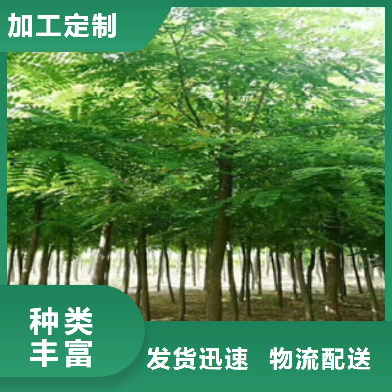 发货及时的槐树厂家