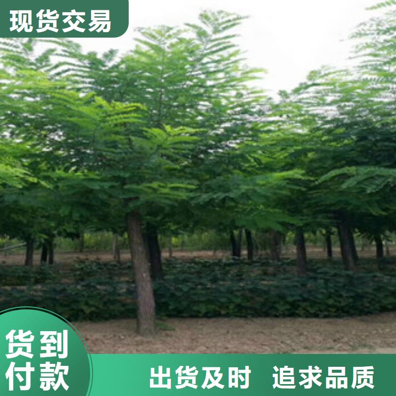销售槐树的厂家联系厂家