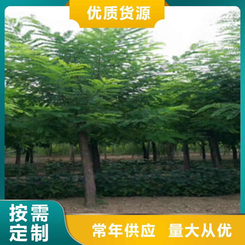 槐树厂家发货及时品类齐全