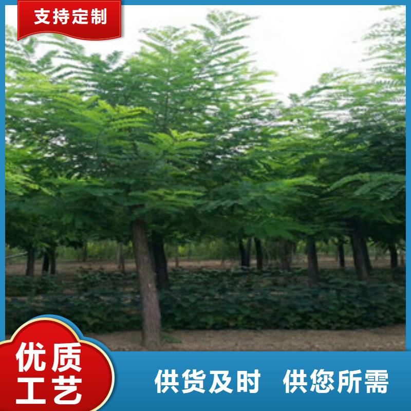 性价比高的槐树经销商