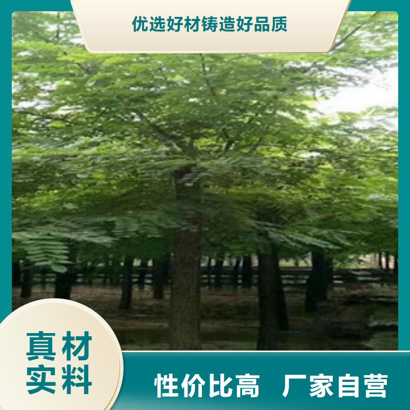 槐树价格实在