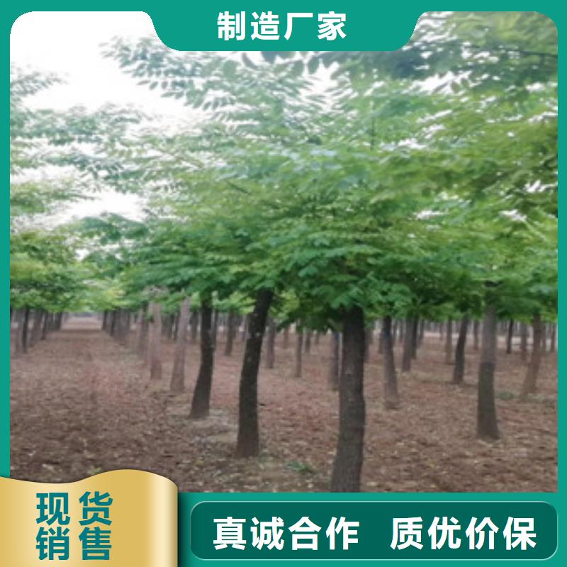槐树质量稳妥专业完善售后