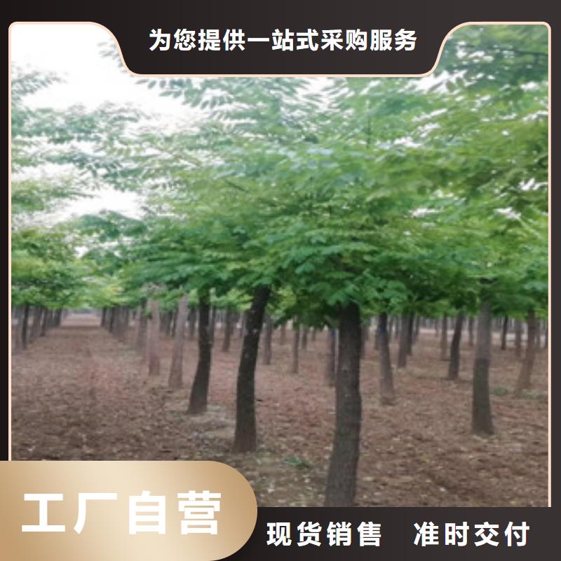 供应槐树的厂家买的放心