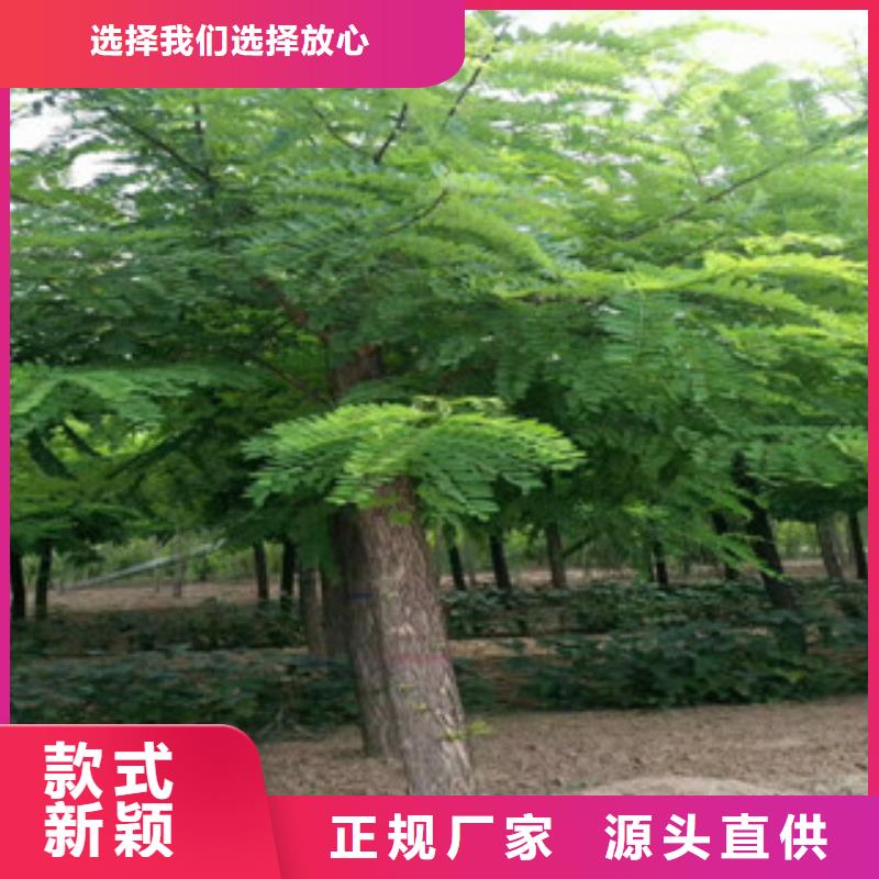 槐树质量认证