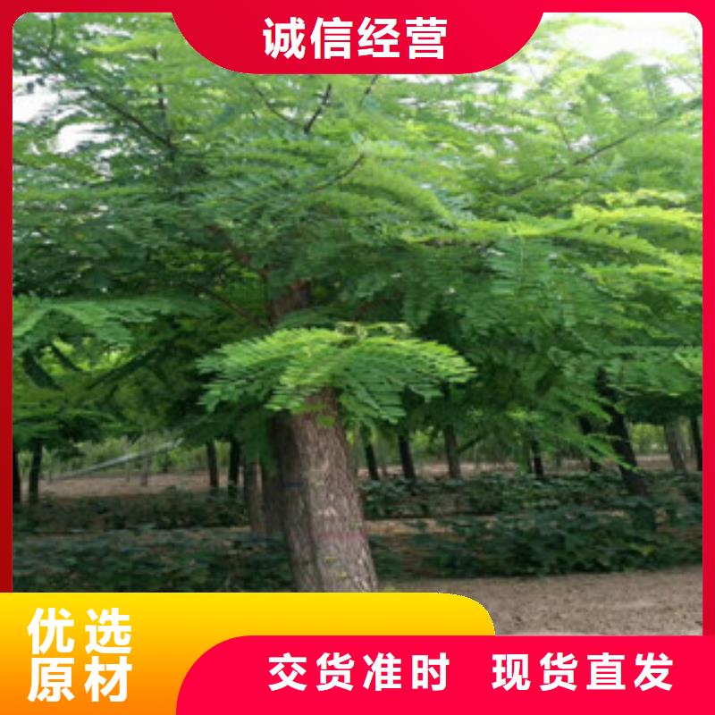 槐树大企业好品质