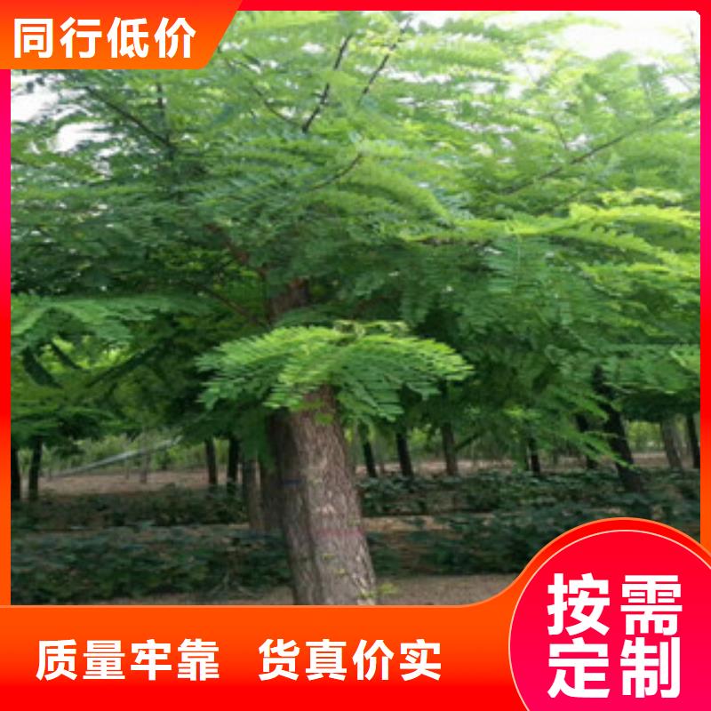供应槐树_优质厂家本地经销商