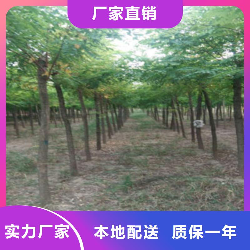 供应批发槐树-热销