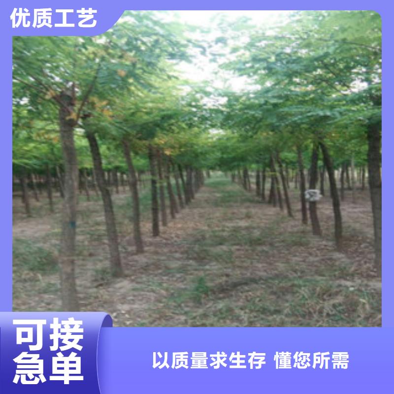 槐树-槐树服务优