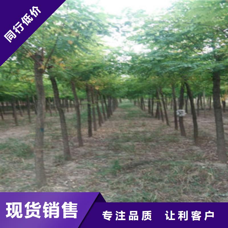 槐树生产制造厂家