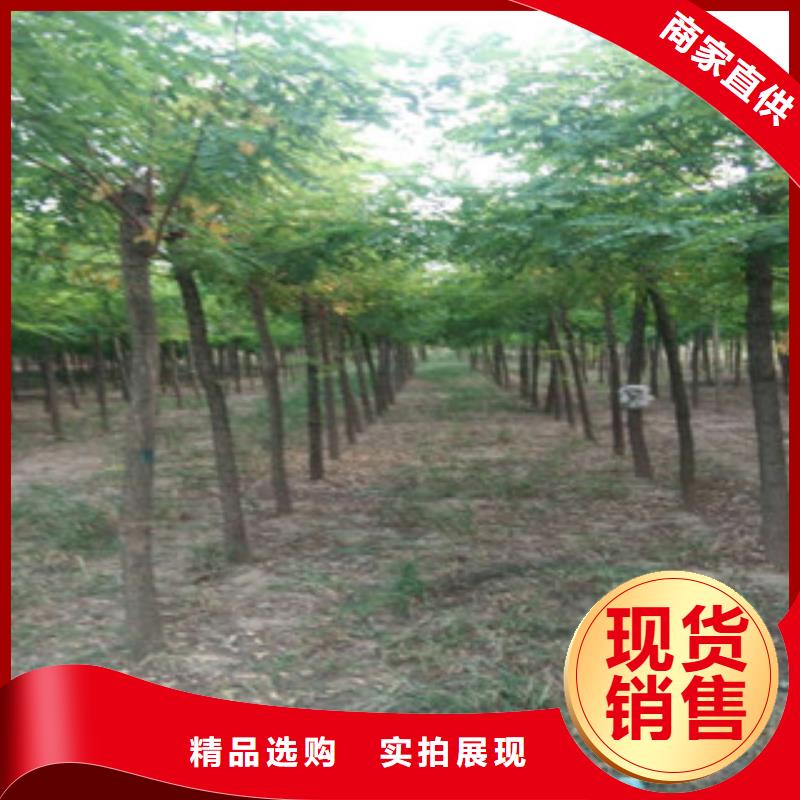 槐树-实力商家