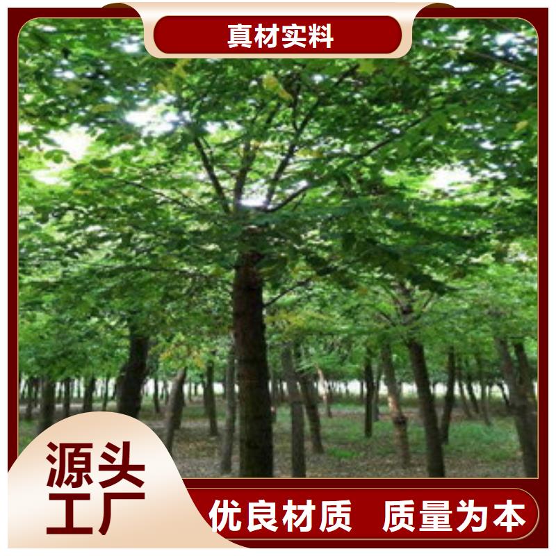 槐树优质货源