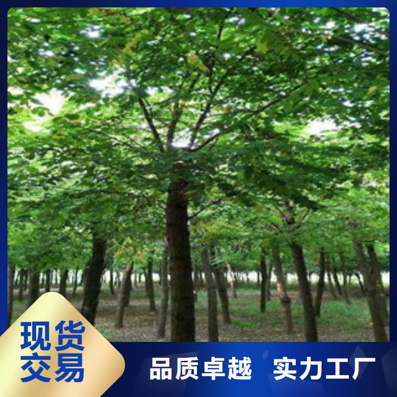 槐树-槐树好评