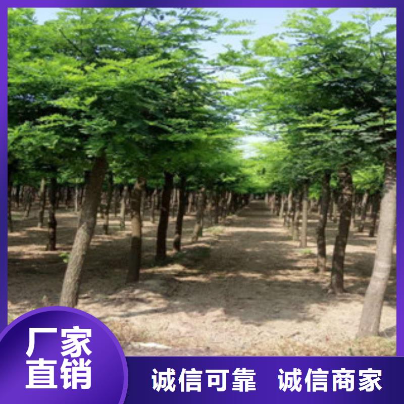 槐树厂家行业口碑好