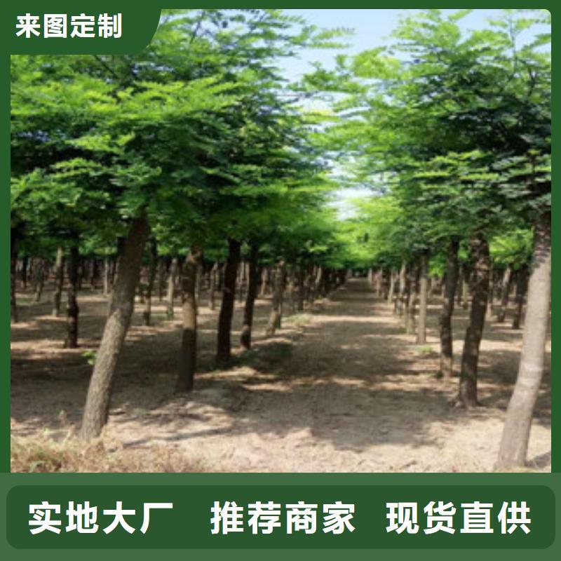 槐树合格才发货产地采购