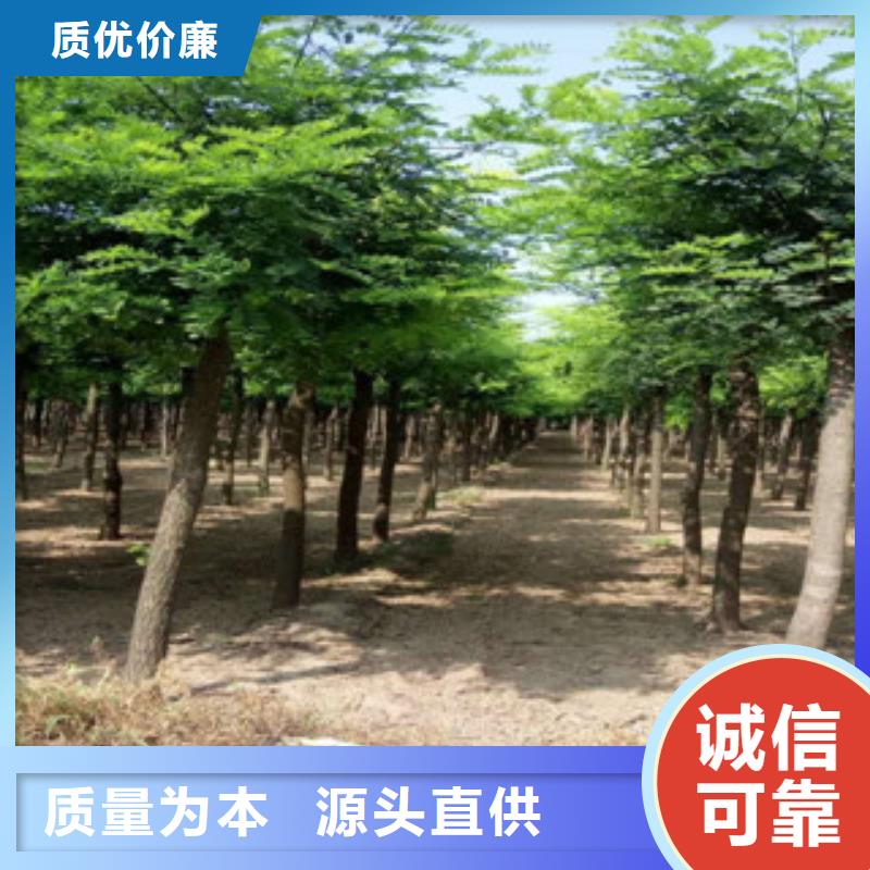 槐树优质售后极速发货
