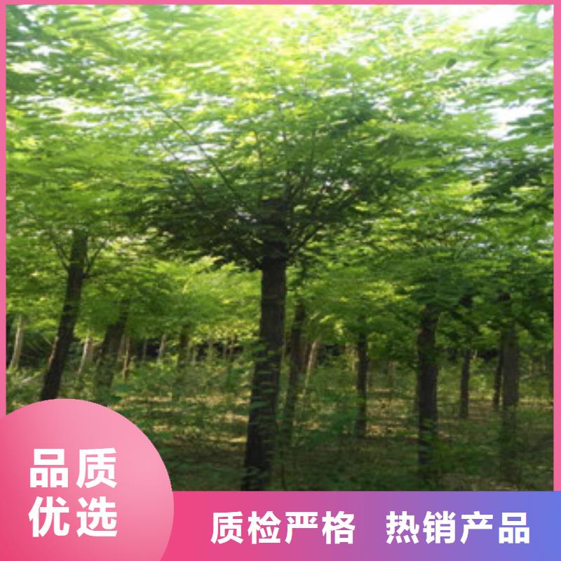 槐树-槐树服务优