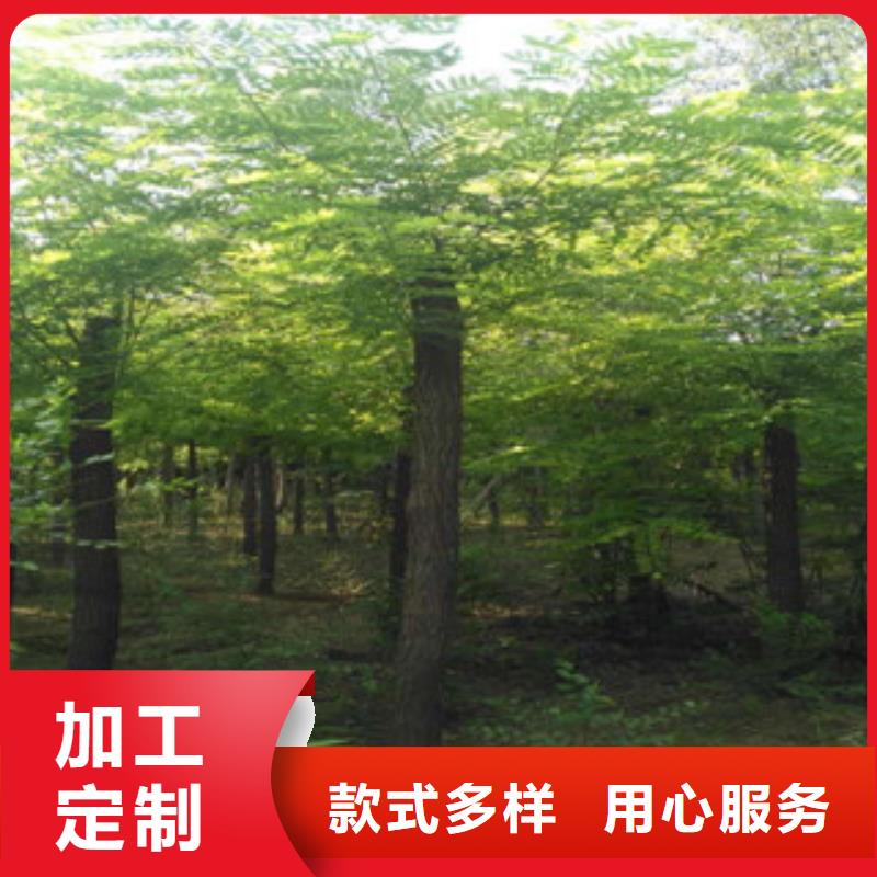 性价比高的槐树生产厂家质保一年