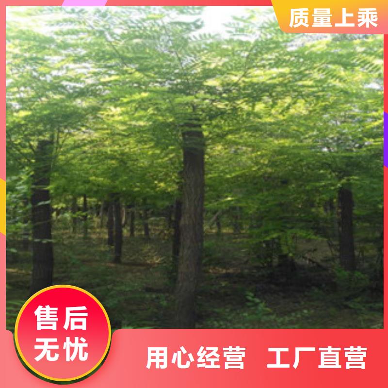 槐树-实力商家