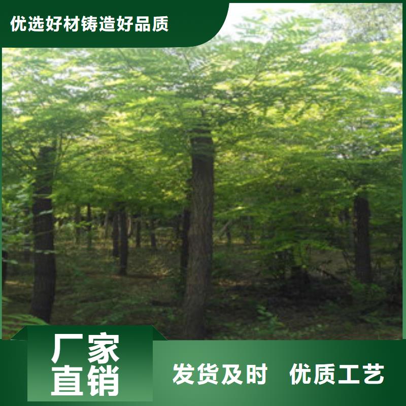 槐树、槐树厂家-质量保证同城制造商