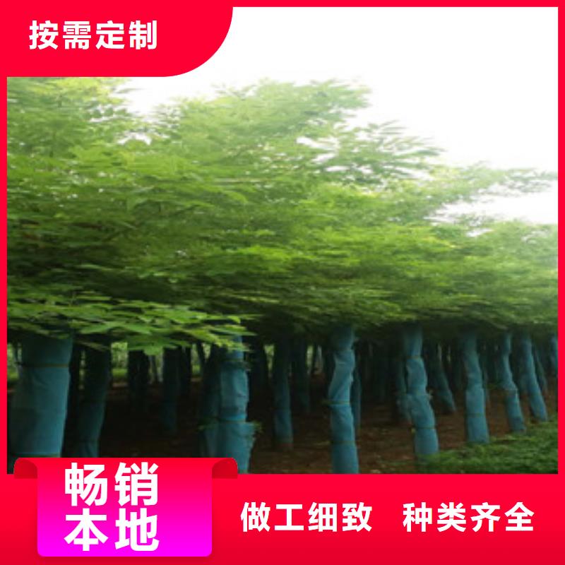 质量优的槐树品牌厂家厂家技术完善