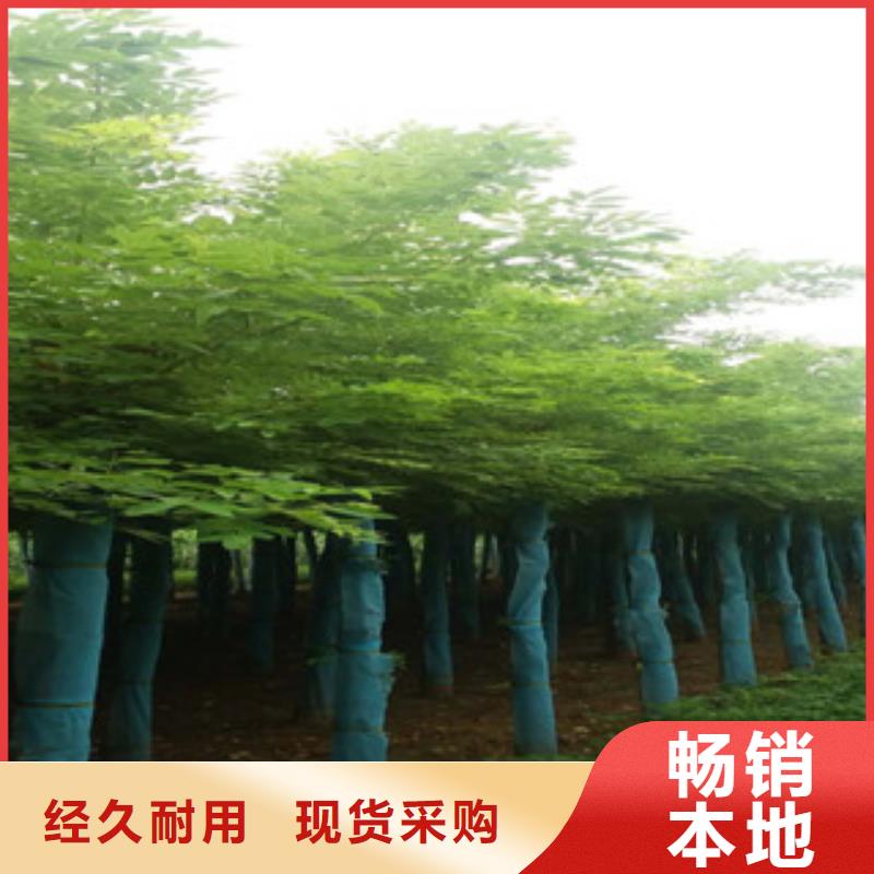 专业生产制造槐树公司