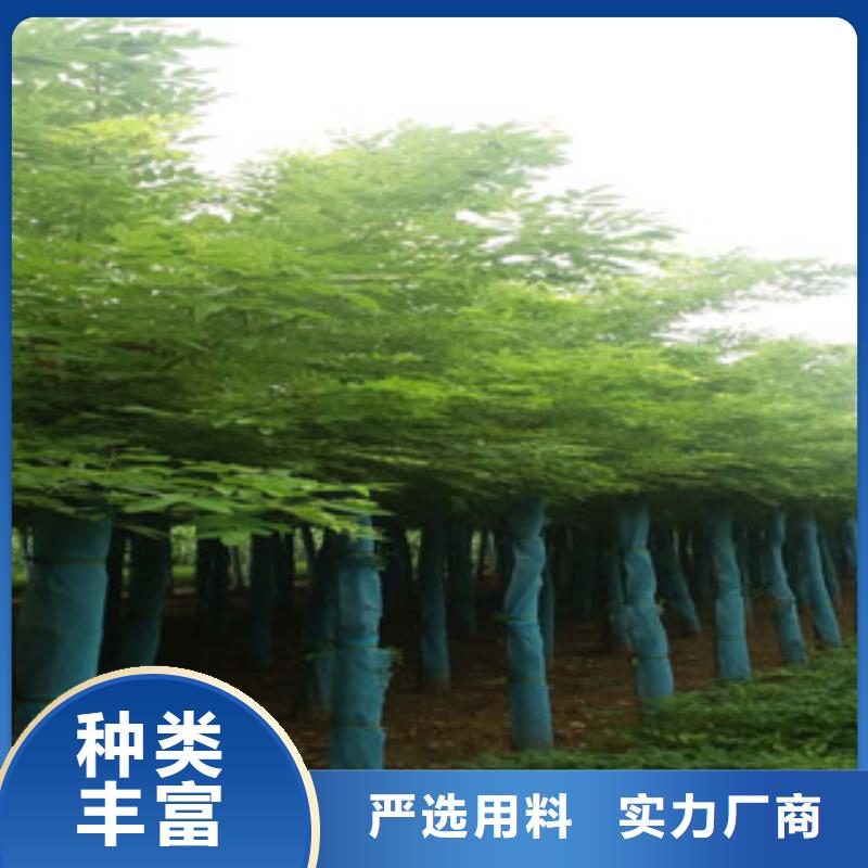 槐树-槐树服务优