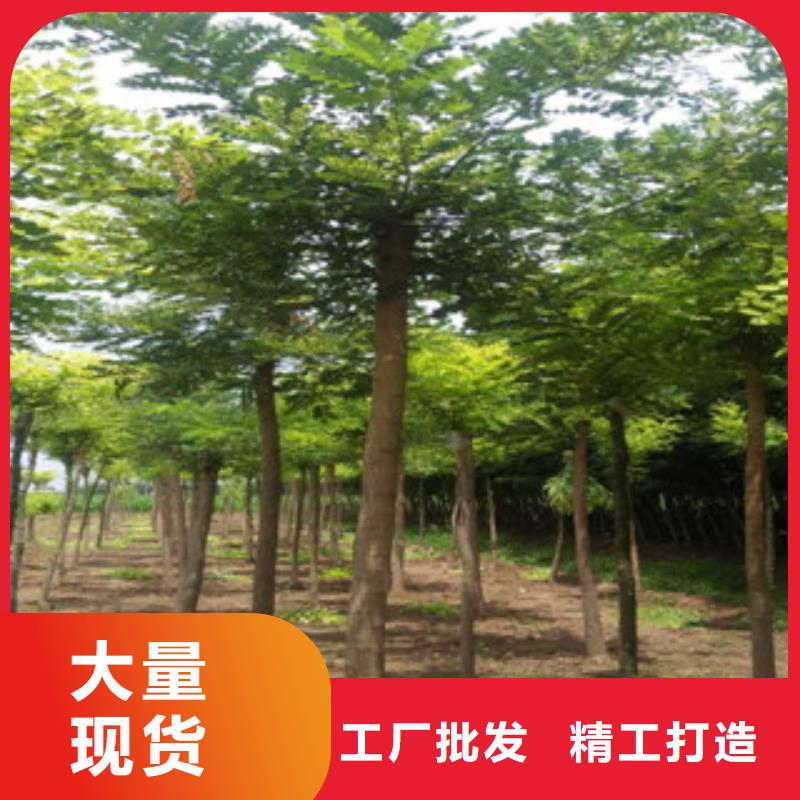 【图】槐树厂家批发