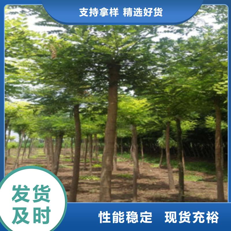 价格合理的槐树厂家讲信誉保质量