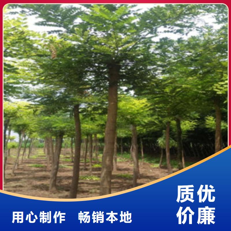 槐树-专注槐树十多年一件也发货